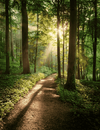 Forest Scene